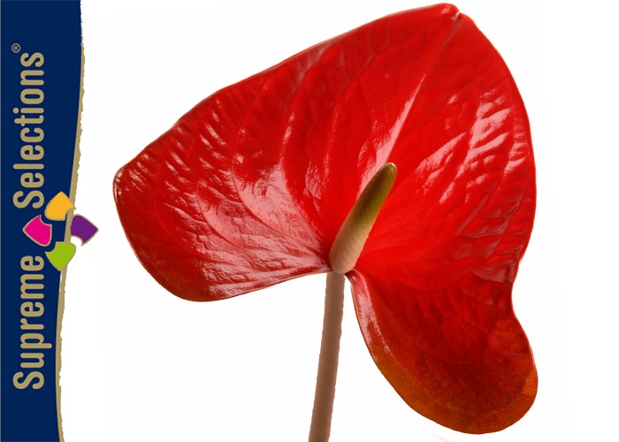 Anthurium Red Amor