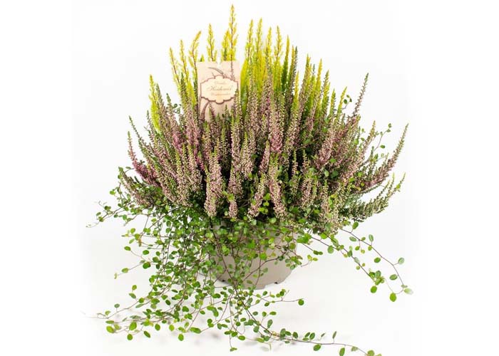 Calluna Heide mix