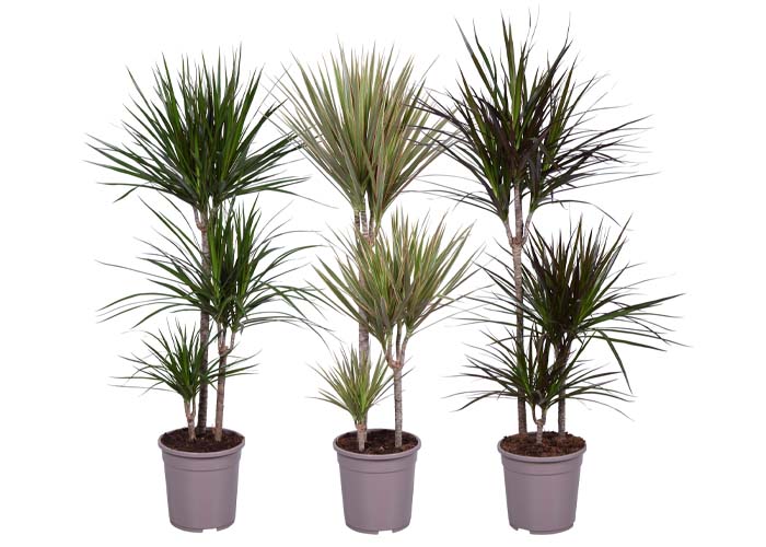 Dracaena marg. mixed 3 varieties