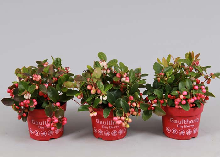 Gaultheria