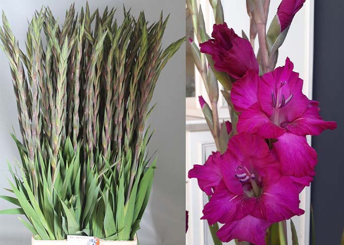 Gladiolus Astarte