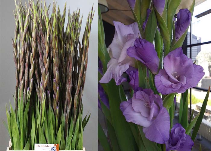 Gladiolus Ballino