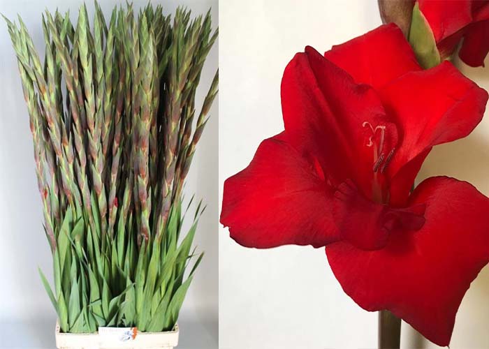 Gladiolus Red Balance