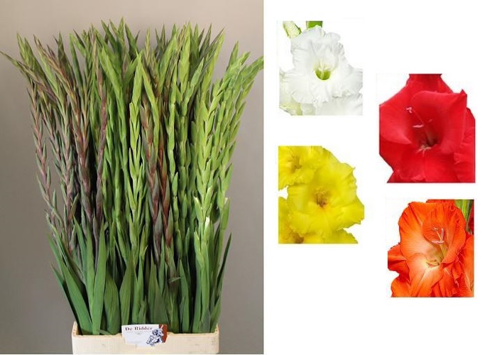 Gladiolus mix