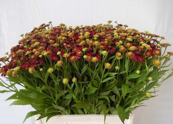 Helenium Red King