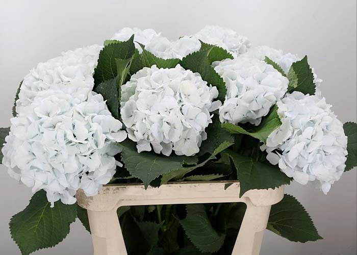 Hydrangea Arctic Verena