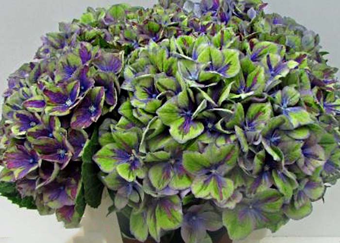 Hydrangea Peacock