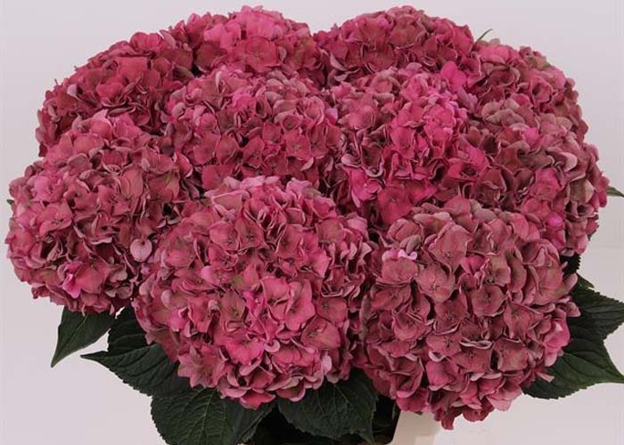 Hydrangea Rodeo (classic)