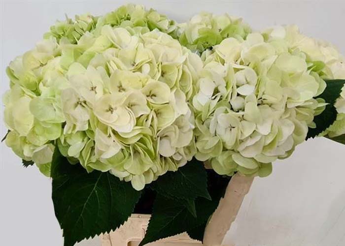 Hydrangea Royal Wedding (classic)