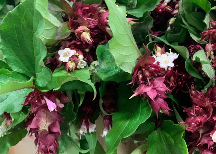 Leycesteria f.Purple Rain