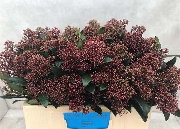 Skimmia Rubella