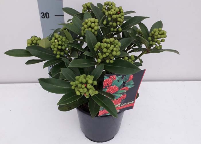 Skimmia japonica Pabella