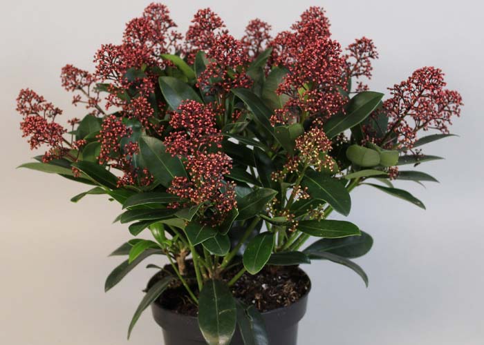 Skimmia japonica Rubella