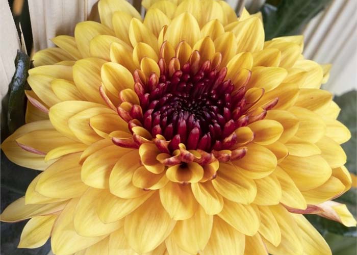 Chrysanthemum Pip Sunset