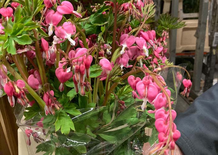 Dicentra spectabilis