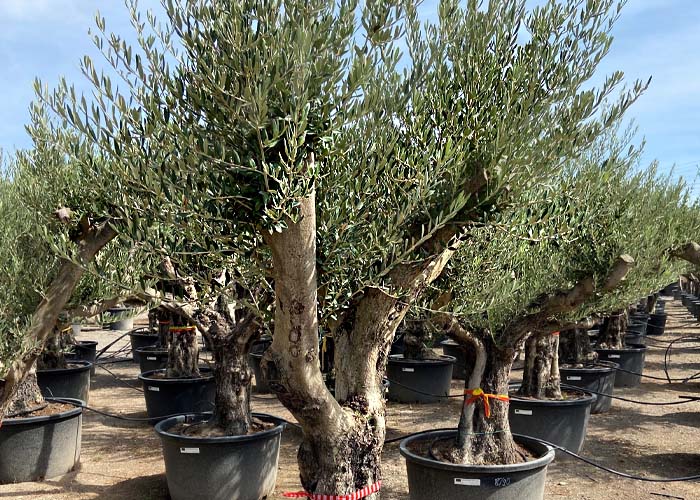 Olea Bonzai spray Height 250cm Pot size 80cm b