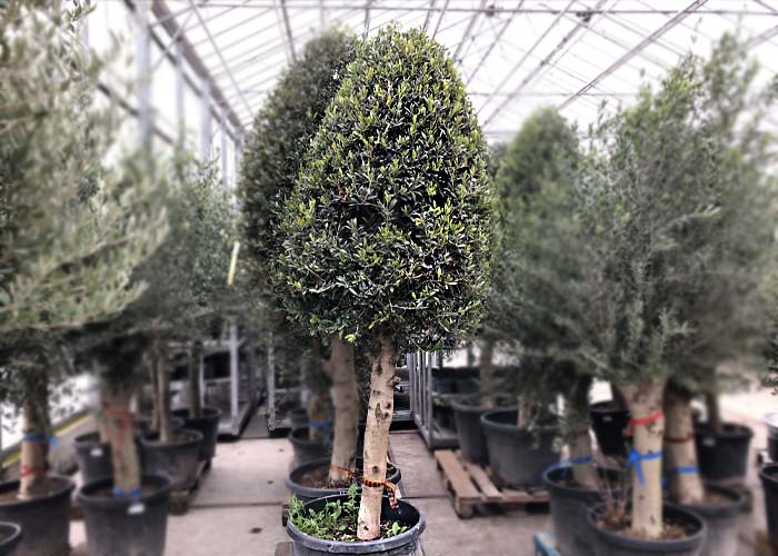 Olea Pyramide Height 250cm Pot size 60cm b