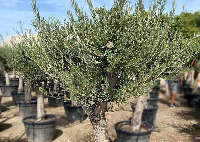 Olea Spray Height 230cm Pot size 65cm b