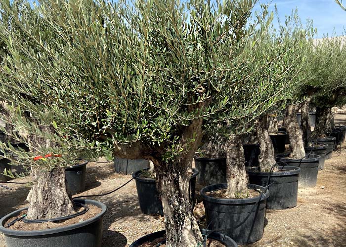 Olea spray old wood Height 280cm pot size 75cm b