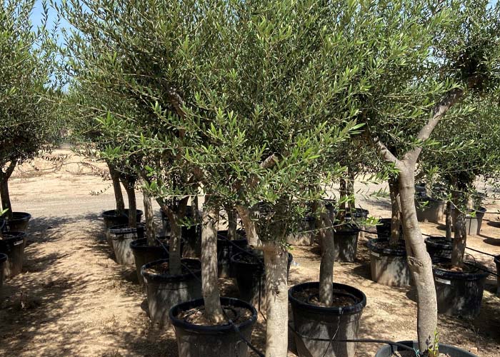 Olea spray stem Height 300cm Pot size 60cm b