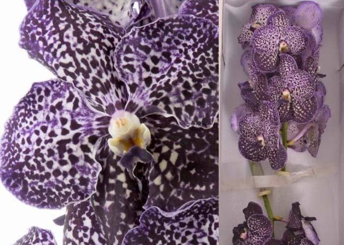 Orchid Vanda Sunanda Jeff Leatham