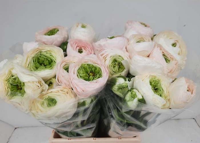 Ranunculus Chamallow