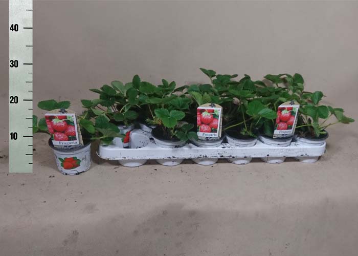 Senga-Sengana Strawberry Plants Pot Grown Pack of 40 