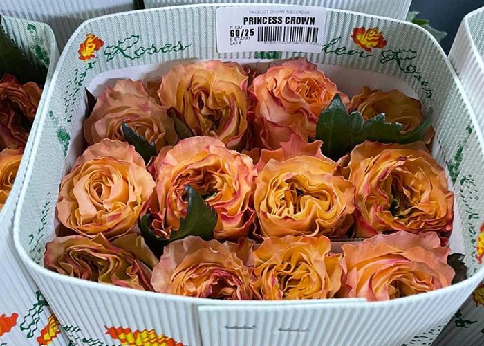 Ecuador roses