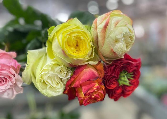 Ecuador roses