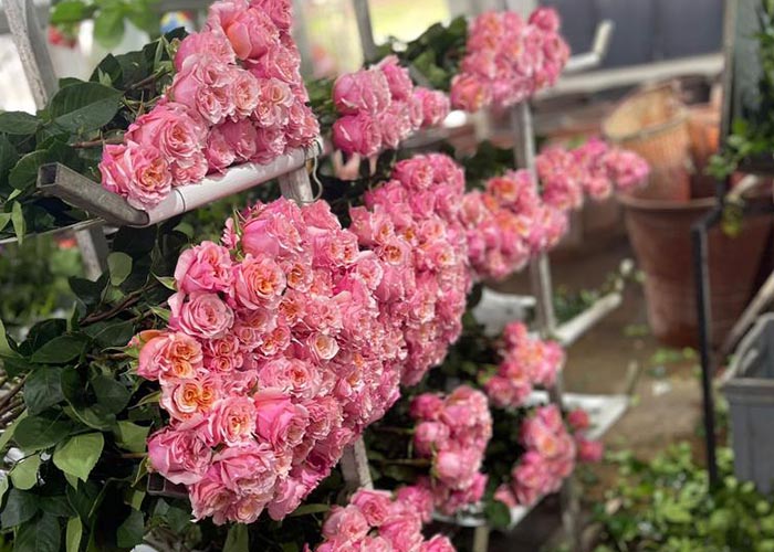 Ecuador spray roses