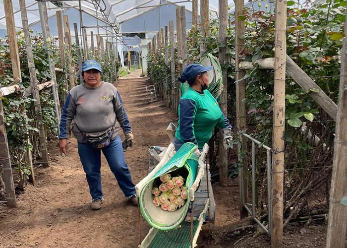 Ecuador roses