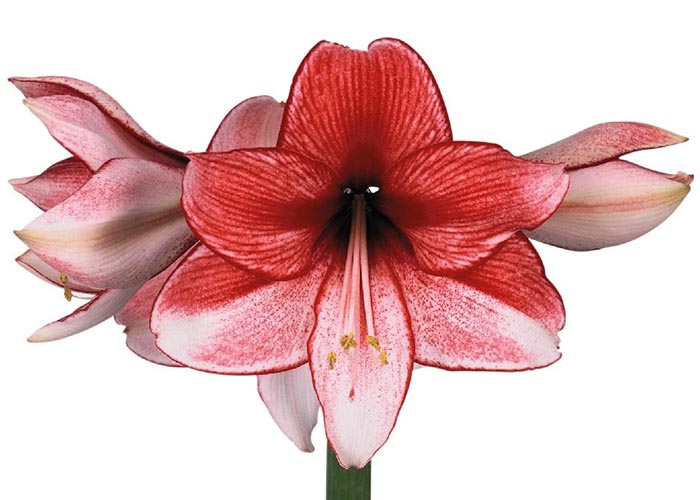 Amaryllis Charisma striped