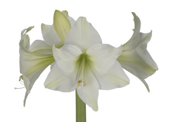 Amaryllis Costa Blanca