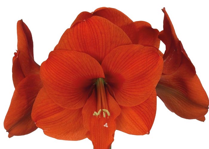 Amaryllis Naranja