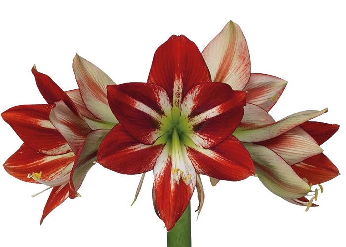 Amaryllis Passion