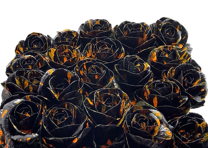 Brassica Ol. dyed Black Splash Oranje