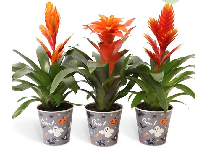 Bromelia in Halloween potcover