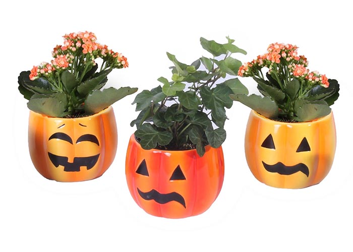 Halloween pot