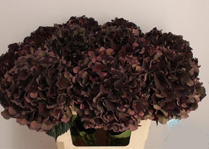 Hydrangea Magical Dark Ruby Black classic