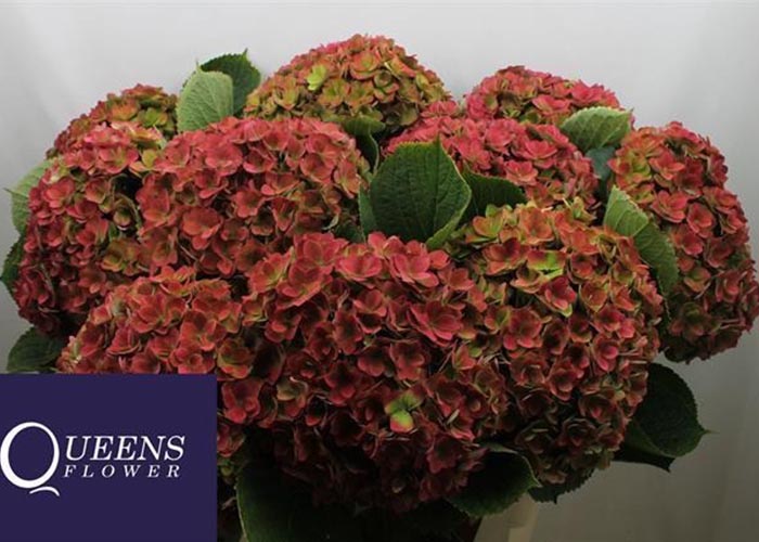 Hydrangea Royal Kiss (classic)