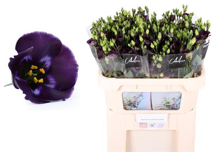 Lisianthus Bohemian Black Violet