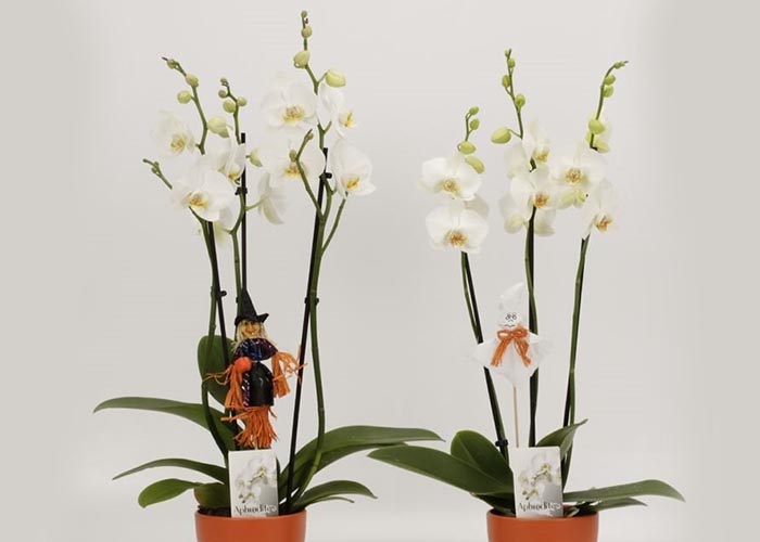 Phalaenopsis white in Oranje Ceramic