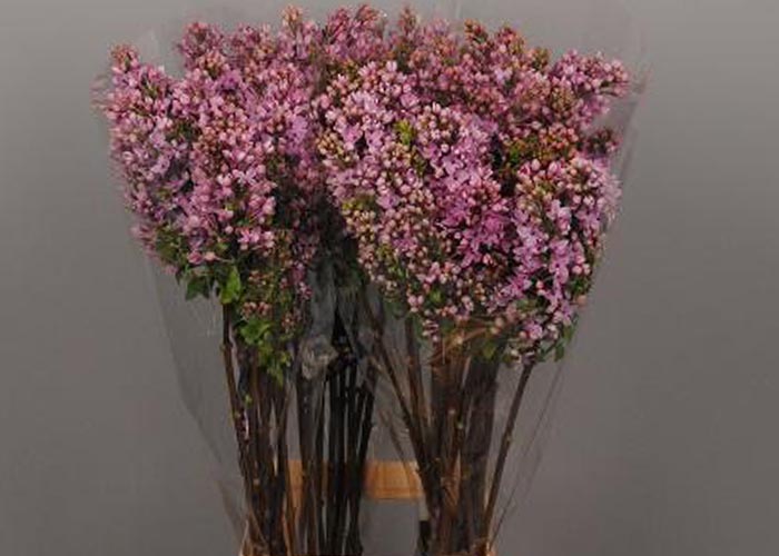 Syringa Dark Koster