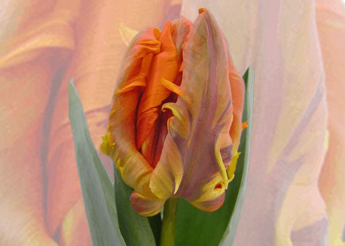 Tulips pa Irene Parrot