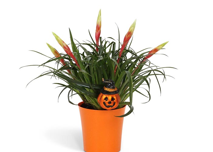 Vriesea multiflower in Orange pot