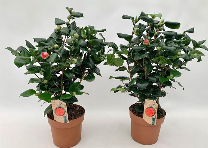 Camellia japonica Lady Cambell