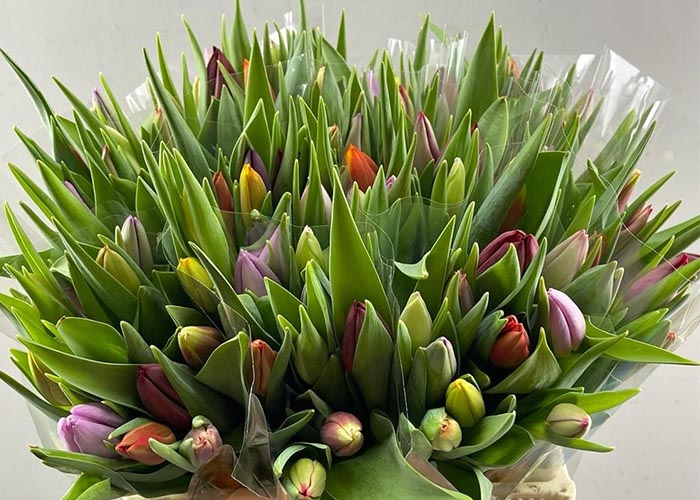 Tulips Mixed in bunch