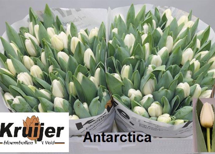 Tulips Antarctica