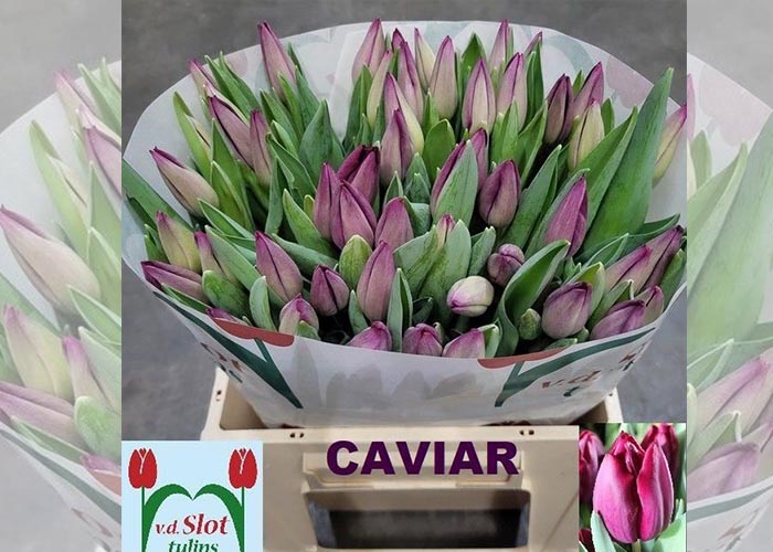 Tulips Caviar
