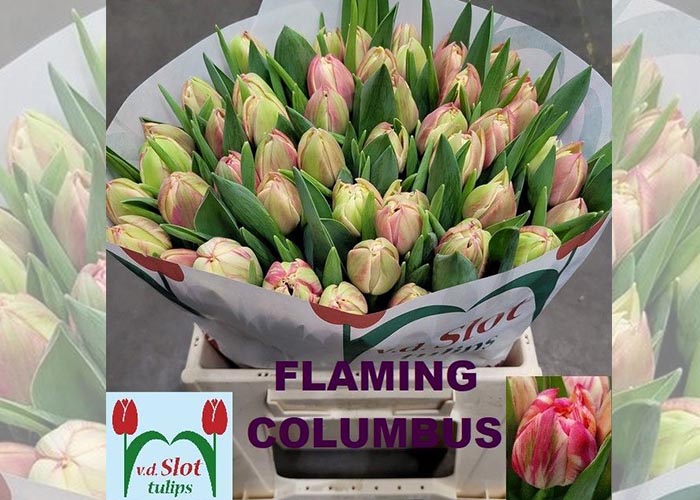 Tulips Flaming Columbus